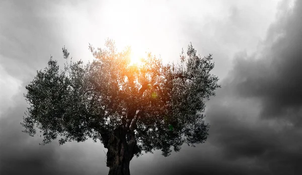 Einsamer Baum in der Nacht — Stockfoto