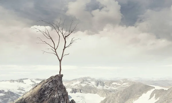 Пейзаж Сухим Деревом Растущим Вершины Скалы — стоковое фото