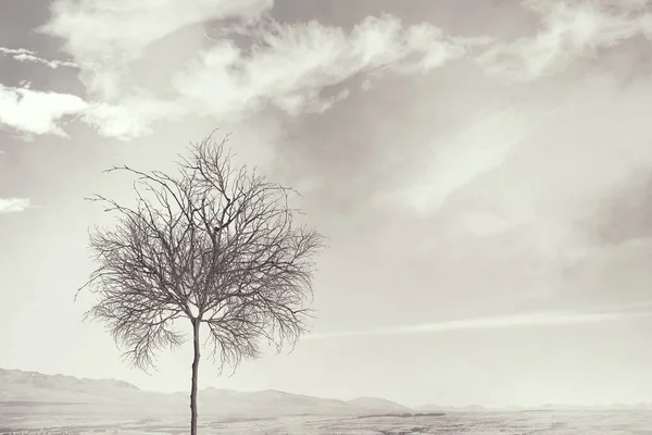 Einsamer toter Baum — Stockfoto