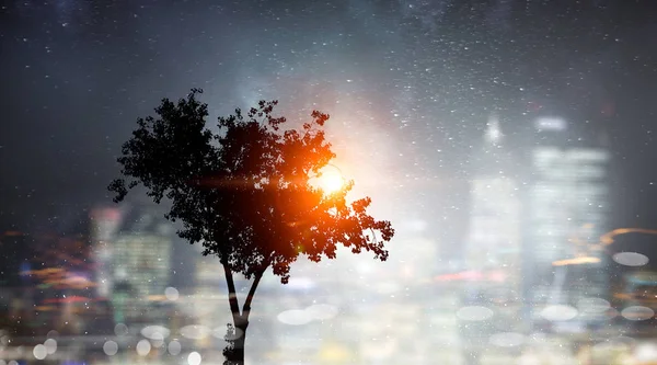 Lonely tree in night — Stock Photo, Image