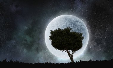 Gecede yalnız ağaç