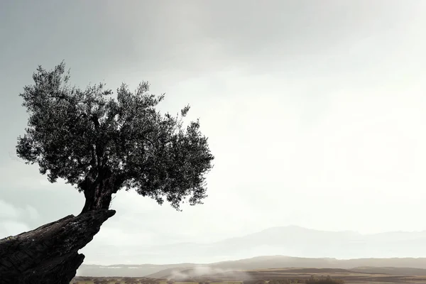 Lonely Drzewo na szczycie skały. Techniki mieszane — Zdjęcie stockowe