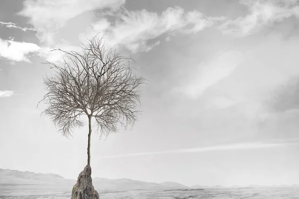孤独な死んでツリー — ストック写真