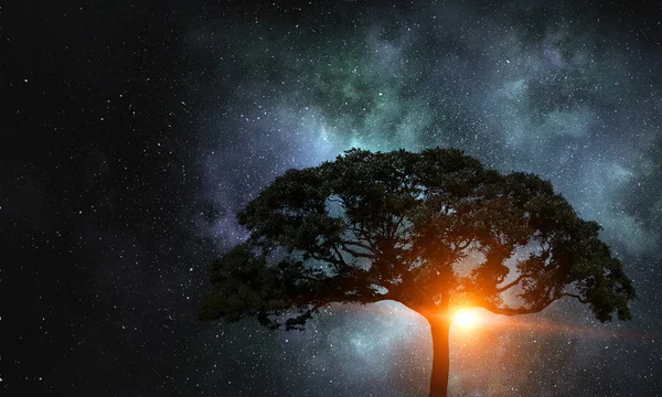 Albero solitario di notte — Foto Stock