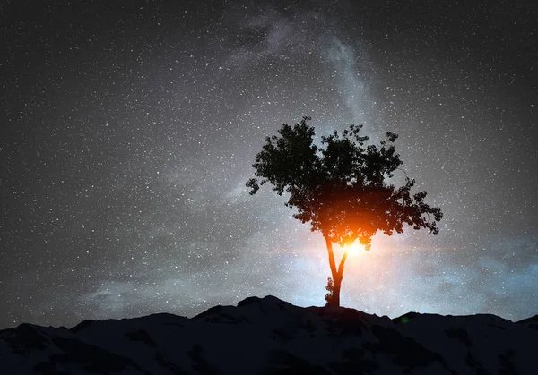 夜の孤独な木 — ストック写真