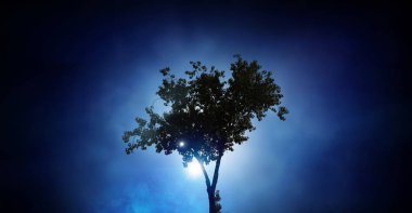 Gecede yalnız ağaç