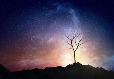 Yalnız ölü ağaç