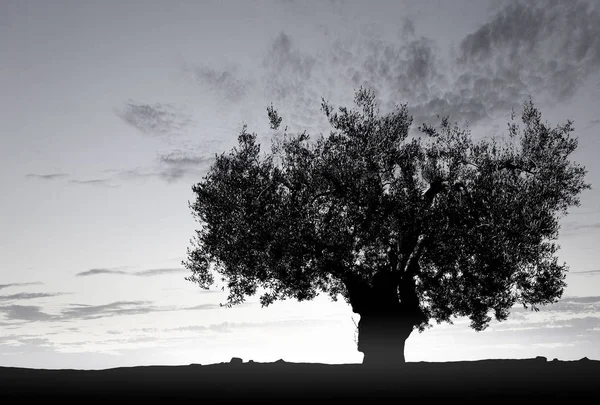 Árvore solitária no campo — Fotografia de Stock