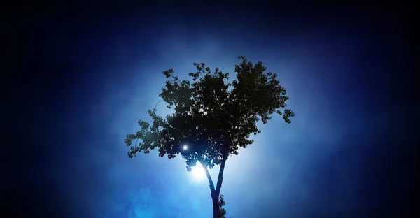 Árbol solitario en la noche — Foto de Stock