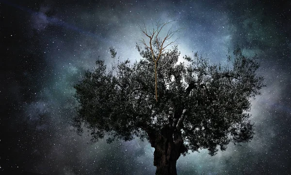 Osamělý strom v noci — Stock fotografie