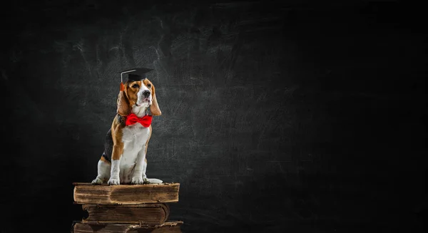 Science of breeding. Mixed media — Stock Photo, Image