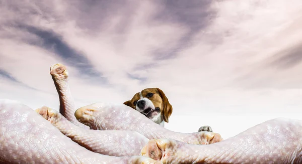 Cão de sonho engraçado. Meios mistos — Fotografia de Stock