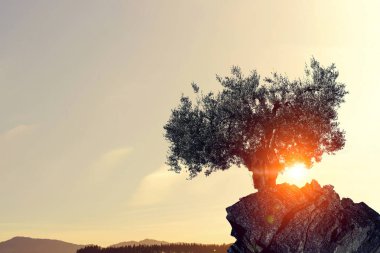 Yalnız ağaç kaya üstte. Karışık teknik