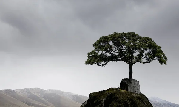 Árvore solitária no topo da rocha. Meios mistos — Fotografia de Stock