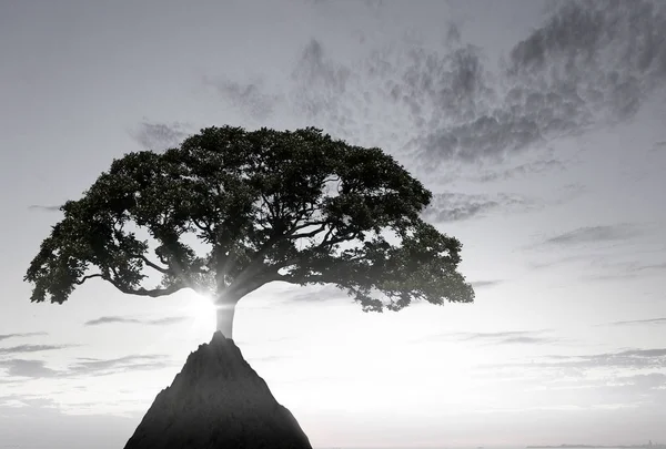 Arbre solitaire sur le rocher. Techniques mixtes — Photo