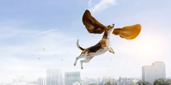 Dog fly in sky — Stock Photo, Image