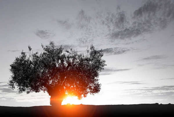 Árvore solitária no campo — Fotografia de Stock