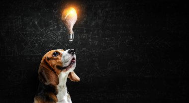 Zeki arkadaşın. Karışık teknik