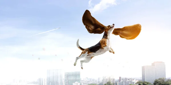 Dog fly in sky — Stock Photo, Image
