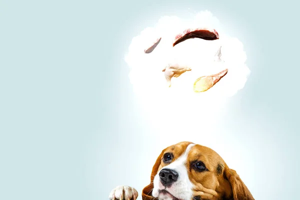 Zabawny pies dreaming. Techniki mieszane — Zdjęcie stockowe