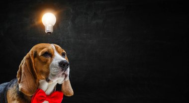 Zeki arkadaşın. Karışık teknik