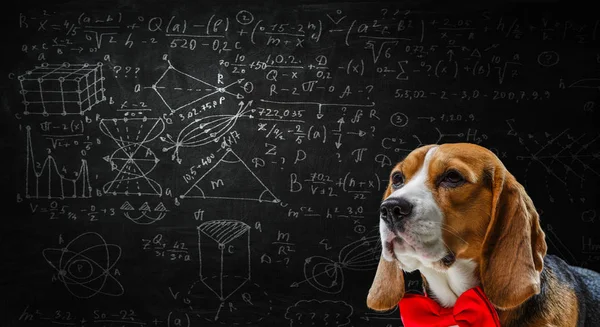 Σκύλος μελέτη επιστήμη. Μικτή τεχνική — Φωτογραφία Αρχείου