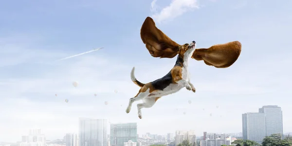 Dog fly in sky — Stock Photo, Image