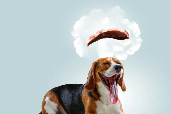 Funny dreaming dog. Mixed media — Stock Photo, Image