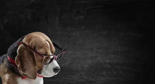Σκύλος μελέτη επιστήμη. Μικτή τεχνική — Φωτογραφία Αρχείου