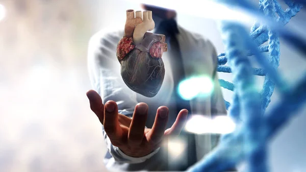 Manos del hombre mostrando el modelo anatómico del corazón . —  Fotos de Stock
