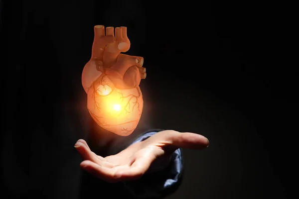 Mãos do homem mostrando modelo anatômico do coração .. — Fotografia de Stock
