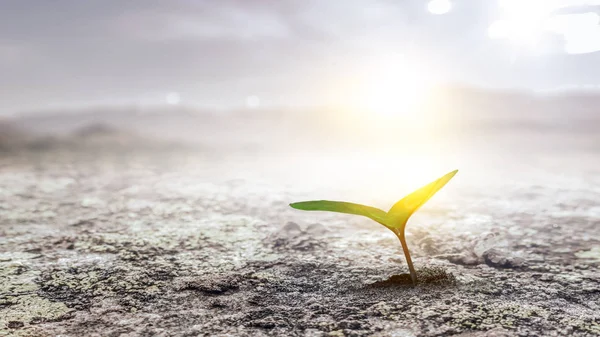 Seeding plant on the ground — Stock Photo, Image