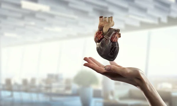 Anatomik Kalp modelini gösteren kadın eli. Karışık medya. — Stok fotoğraf