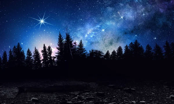 Dark firtrees against starry sky — Stock Photo, Image