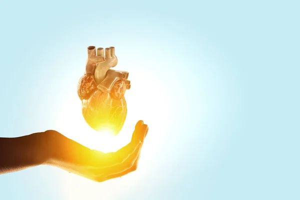 A mão da mulher mostra o modelo anatómico do coração. Meios mistos . — Fotografia de Stock