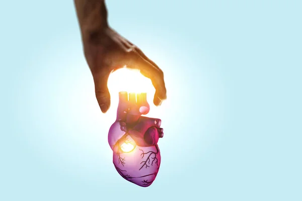 Mãos do homem mostrando modelo anatômico do coração . — Fotografia de Stock