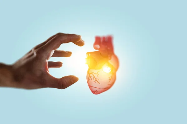 Az ember kezében anatómiai szív modellt mutat. Vegyes közegek. — Stock Fotó