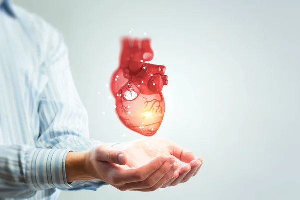 Mannens händer visar anatomisk hjärt modell. Blandade medier. — Stockfoto