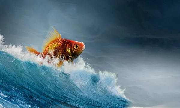 Золотая рыбка в воде. Смешанные медиа — стоковое фото