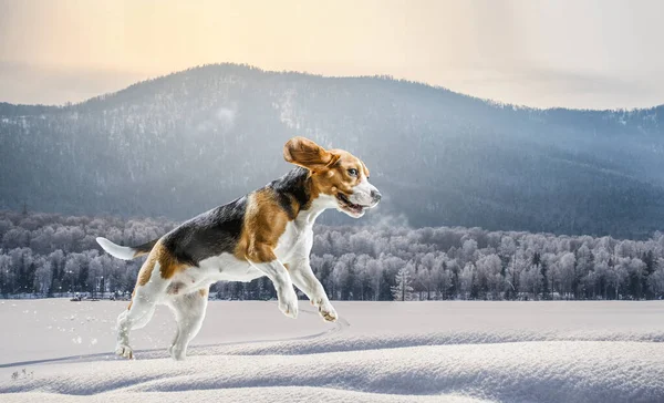 Perro Beagle en el paseo. Medios mixtos — Foto de Stock