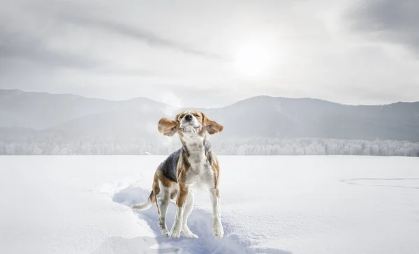 Beagle dog playing in snow — Stock Photo, Image