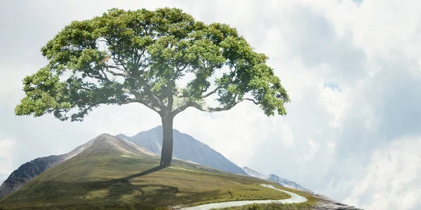 Image of tree and landscape — Stock Photo, Image