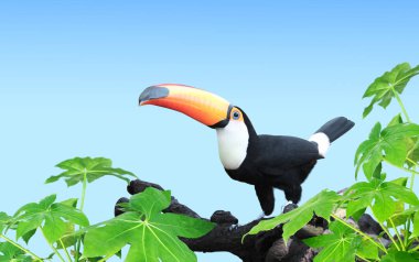 Güzel renkli toucan kuş (Ramphastidae) mavi renkli arka plan üzerinde bir dalı ile yatay banner. Şablonu alay. Metin için yer kopyalayın