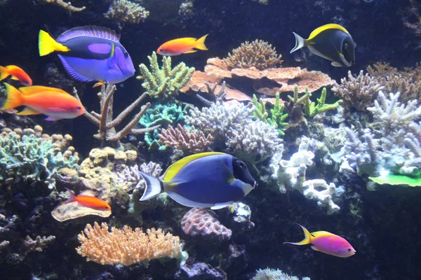Підводна Сцена Красивою Тропічною Рибою Гепатом Блакитний Танг — стокове фото