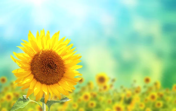 Bright Yellow Sunflower Blurred Sunny Background Green Blue Color Mock — Stock Photo, Image