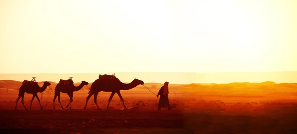 Οριζόντια Πανό Καραβάνι Από Καμήλες Στην Έρημο Σαχάρα Μαρόκο Οδηγός — Φωτογραφία Αρχείου