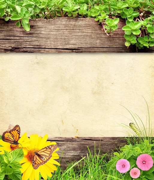 Sommaren Bakgrund Med Gamla Planka Fjärilar Caterpillar Blommor Gräs Och — Stockfoto