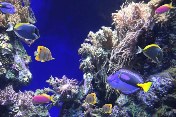 Onderwater Scène Met Prachtige Tropische Vissen Xanthurus Blue Tang — Stockfoto