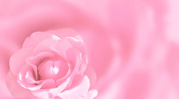 Fondo Borroso Con Rosa Color Rosa Copia Espacio Para Texto — Foto de Stock