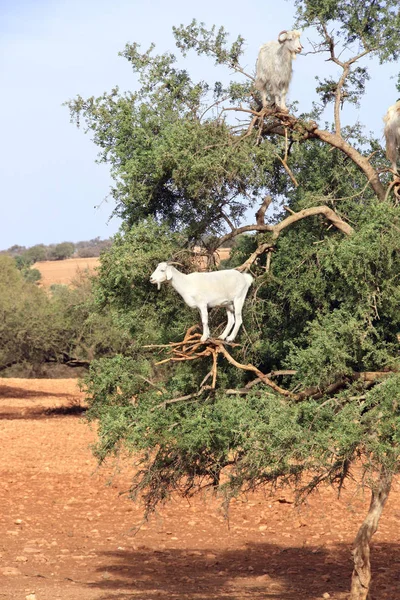 Cena Marroquina Famosa Cabras Árvore Argan Marrocos Norte África — Fotografia de Stock